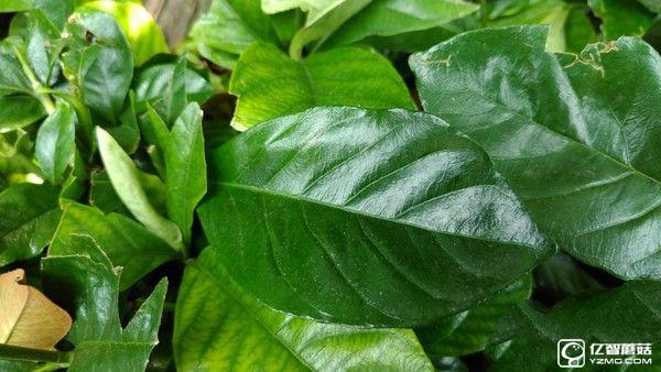 微距樣張賞析_中興AXON天機7第3張圖