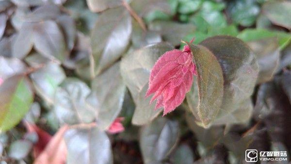 微距樣張賞析_中興AXON天機7第5張圖