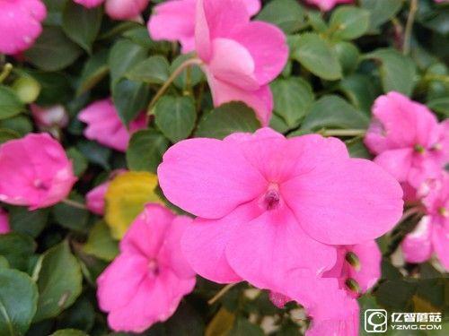 榮耀暢玩5A怎么樣 榮耀暢玩5A評測