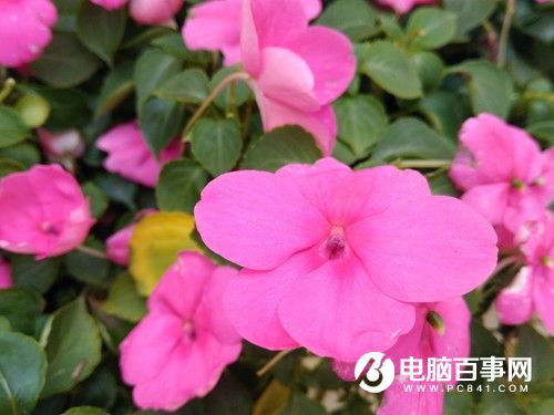 榮耀暢玩5A怎么樣 榮耀暢玩5A評測