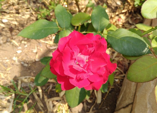 榮耀5A拍照怎么樣 拍照樣張圖賞