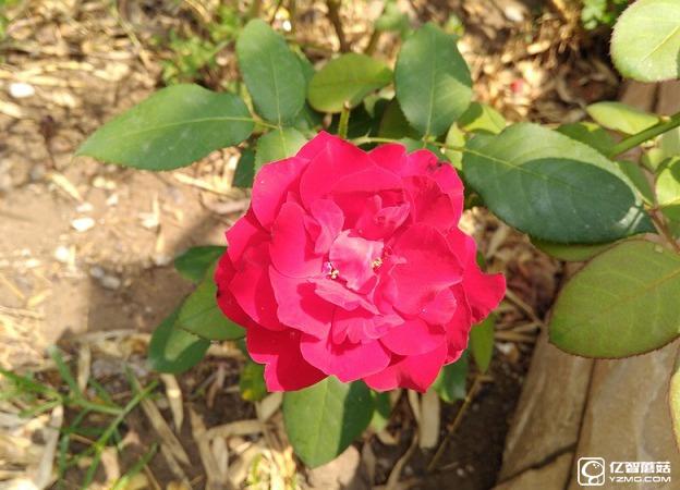 榮耀5A拍照怎么樣 拍照樣張圖賞