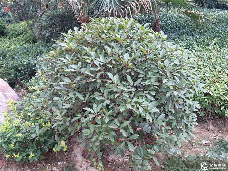 2199元真誠中國特供!三星Galaxy C5深度評測