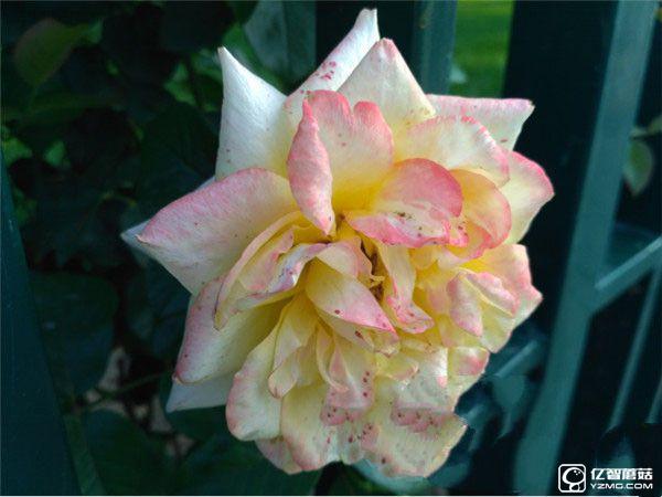 紅米手機3S/紅米Note 3/紅米手機3標準版/高配版對比