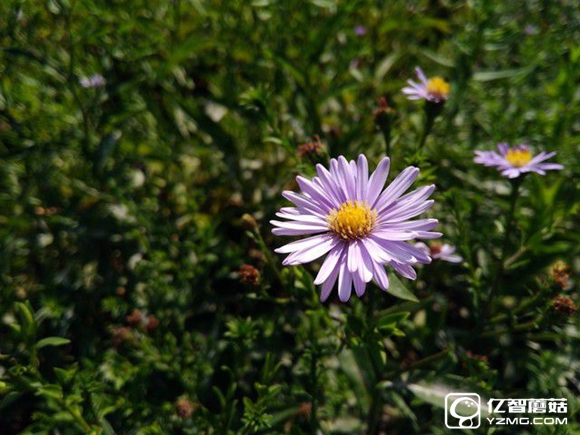 尖phone對決:榮耀5A PK 紅米Note 3(暫不發布)