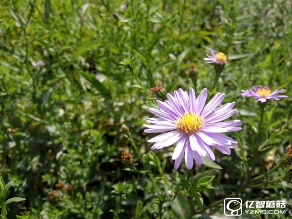 尖phone對決:榮耀5A PK 紅米Note 3(暫不發布)