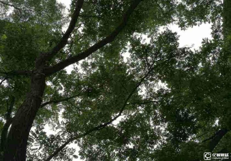 榮耀8上手體驗(yàn)評(píng)測(cè)：雙玻璃能否突圍金屬時(shí)代?