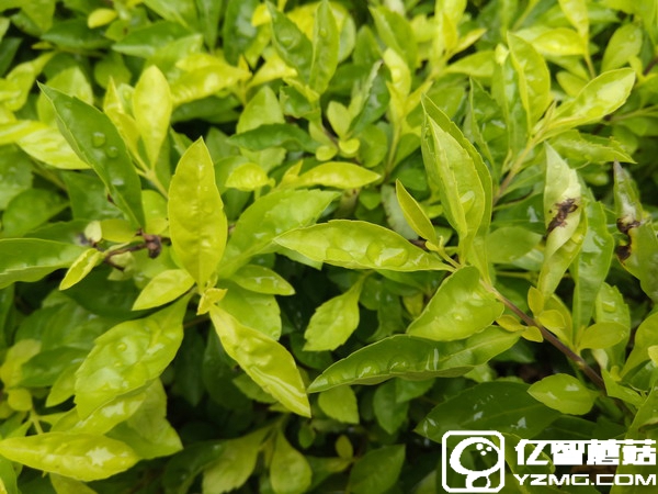 360手機(jī)N4S拍照怎么樣 樣張?bào)w驗(yàn)