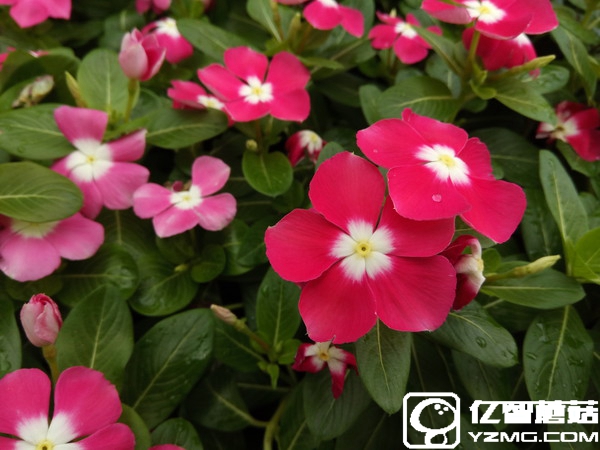 360手機N4S拍照怎么樣?360N4S拍照評測