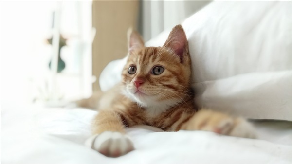 紅米Pro配置再曝光 劉詩(shī)詩(shī)爆料亮了