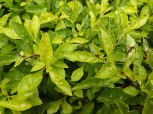 360手機(jī)N4S拍照怎么樣 樣張?bào)w驗(yàn)