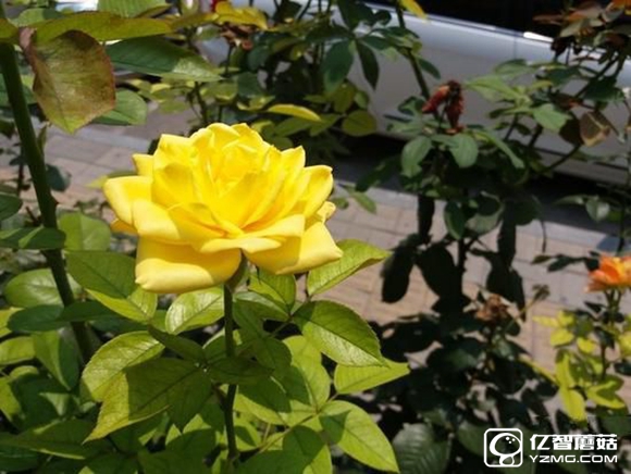 三星 C7質量怎么樣？三星Galaxy C7值得買嗎？ 