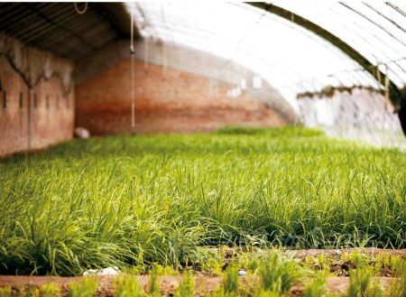 人工智能促進農業發展 種菜都要精確到每一片葉子