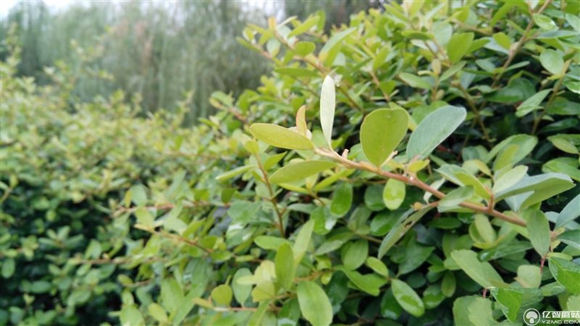 紅米Pro尊享版怎么樣?紅米Pro尊享版全面評測