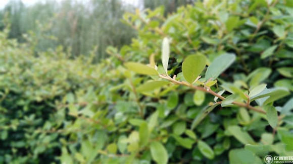 紅米Pro尊享版怎么樣?紅米Pro尊享版全面評測