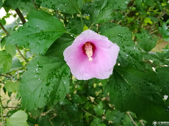 榮耀note8好不好?榮耀note8上手使用后深度評測