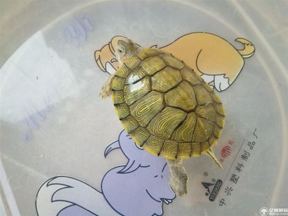 榮耀note8好不好?榮耀note8上手使用后深度評測