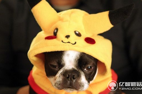 寵物界的<a href=/smart/chuandai/ target=_blank class=infotextkey>智能穿戴</a>設(shè)備 萌寵必備