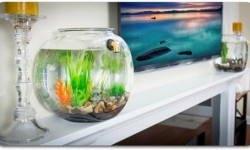 GravityFlow2自動(dòng)換水魚缸：養(yǎng)魚不用換水