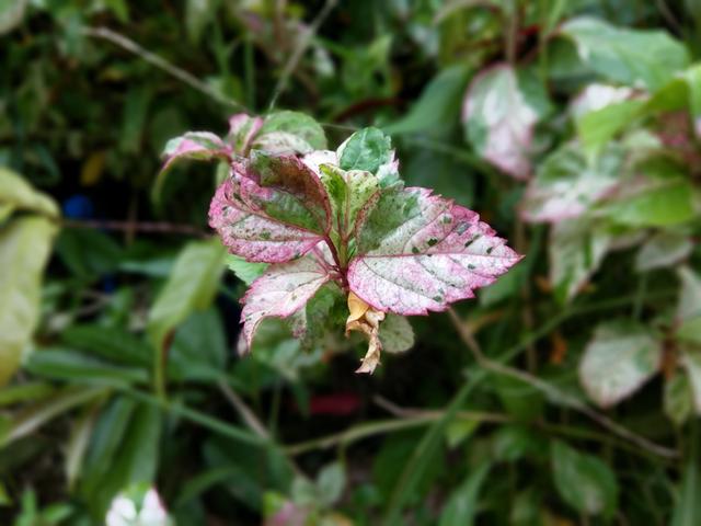 酷派Cool1和榮耀V8哪個好?榮耀V8與酷派Cool1對比評測