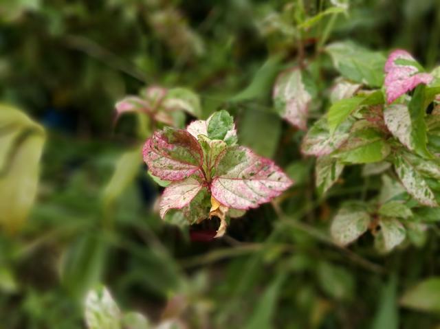 酷派Cool1和榮耀V8哪個好?榮耀V8與酷派Cool1對比評測