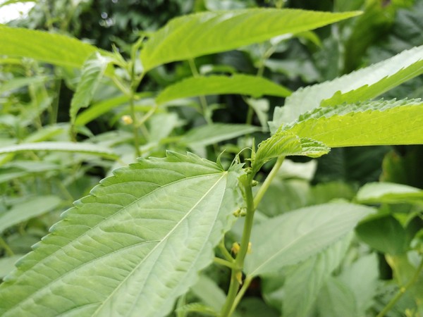 后置雙攝像頭 360手機(jī)Q5拍照評測