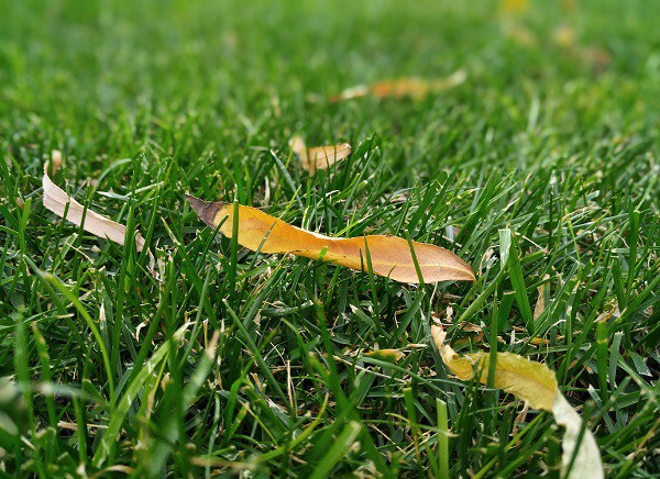 后置雙攝像頭 360手機(jī)Q5拍照評測