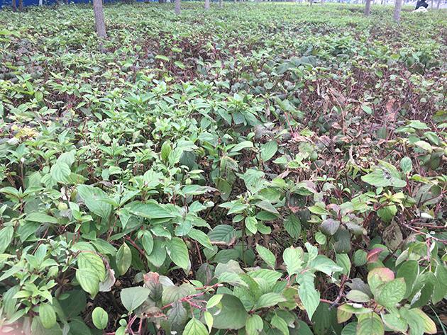 iPhone7怎么樣 iPhone7首發評測