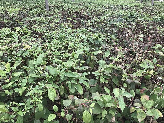 iPhone7怎么樣 iPhone7首發評測