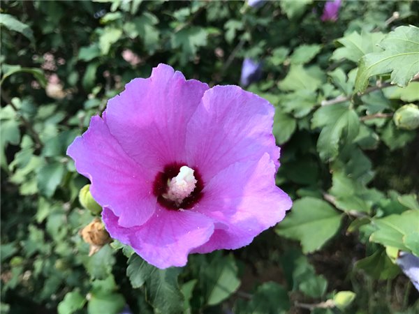 iPhone7/7 Plus評測:依然是目前體驗最好的手機