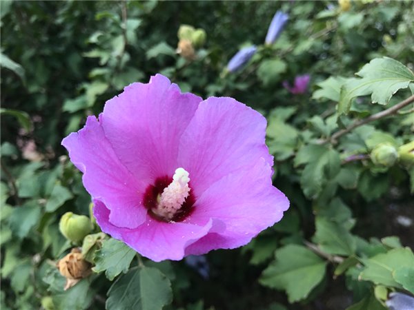 iPhone7/7 Plus評測:依然是目前體驗最好的手機