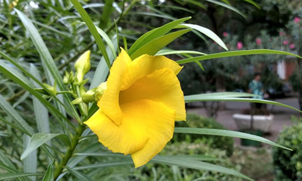 Moto Z好看嗎 Moto Z外觀評測