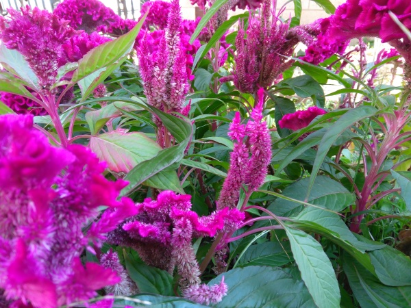 ZUK Z2和紅米Pro拍照哪個好？樣張區別對比