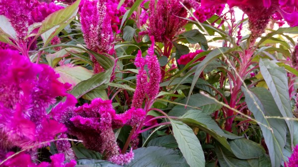 ZUK Z2和紅米Pro拍照哪個好？樣張區別對比