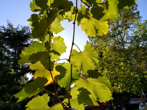 ZUK Z2和紅米Pro拍照哪個好？樣張區別對比