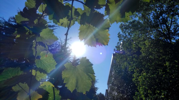 ZUK Z2和紅米Pro拍照哪個好？樣張區別對比