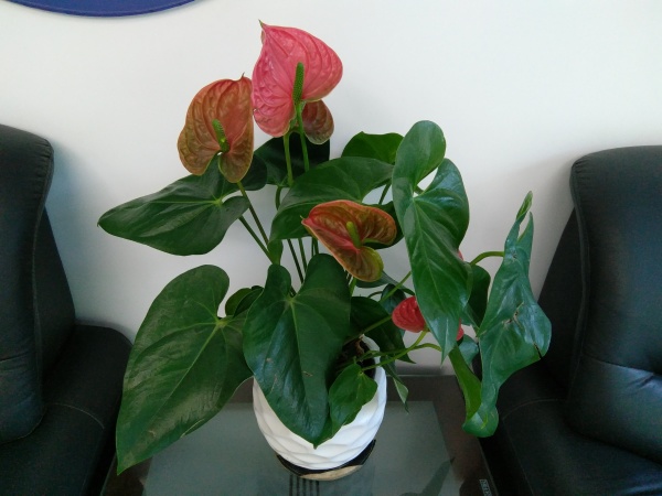 ZUK Z2和紅米Pro拍照哪個好？樣張區別對比