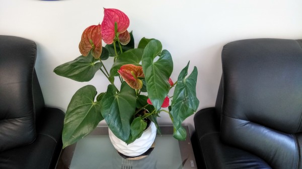 ZUK Z2和紅米Pro拍照哪個好？樣張區別對比