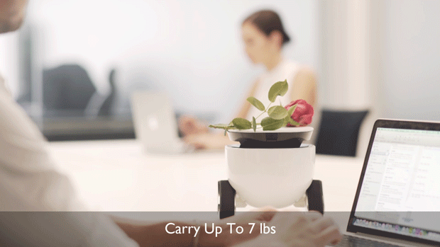 這款機器人不僅能賣萌 端茶送水逗寵物全精通