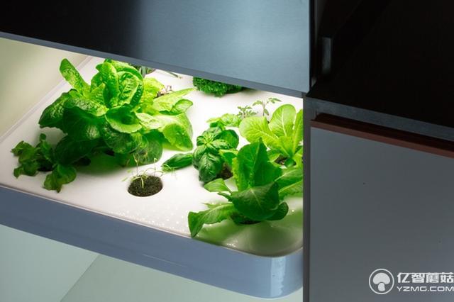 別羨慕人家別墅有菜園 這個農(nóng)場能放到你家里!