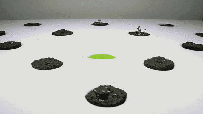 別羨慕人家別墅有菜園 這個農(nóng)場能放到你家里!