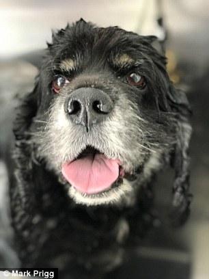 iPhone安全性下降:一張照片可以操控你手機 照片鉆廣告