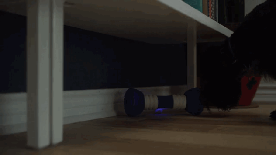 汪星人愛死它了!這根骨頭能和它們玩捉迷藏