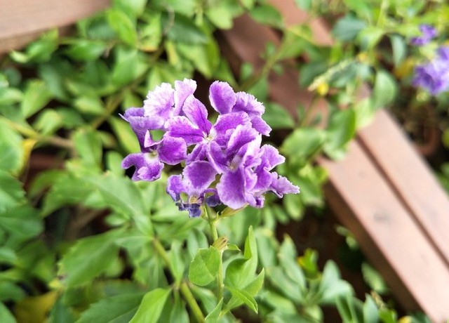 OPPO R9s拍照怎么樣 OPPO R9s樣張圖賞