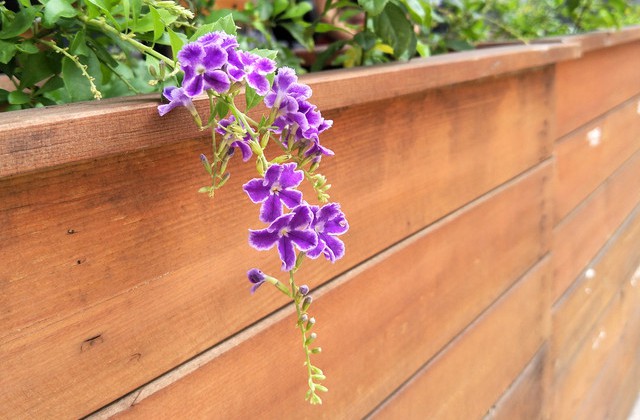 OPPO R9s拍照怎么樣 OPPO R9s樣張圖賞