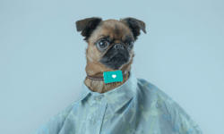 愛寵無人看護？別擔心Tracy Tracker人工智能已經來了