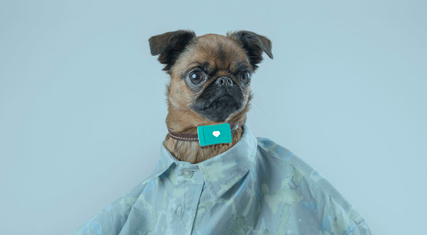 愛寵無人看護？別擔心人工智能已經來了 