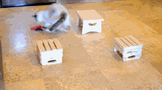 大膽鏟屎官 還不快給喵大人奉上這個智能逗貓器