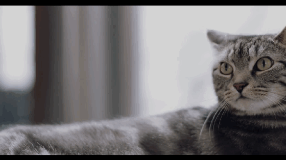 鏟屎官必備的空氣凈化器 放在垃圾桶里去異味