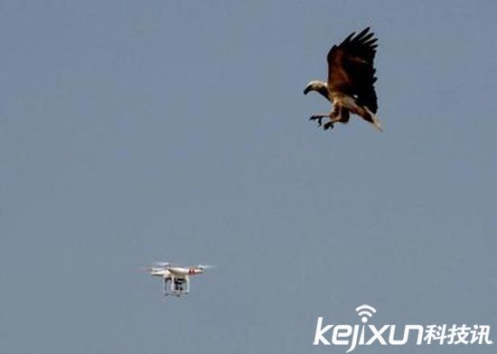 鷹抓無人機一擊致命 制服無人機后飛走